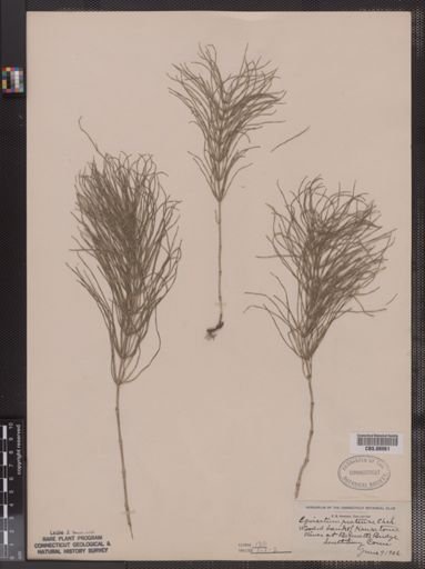 Equisetum pratense