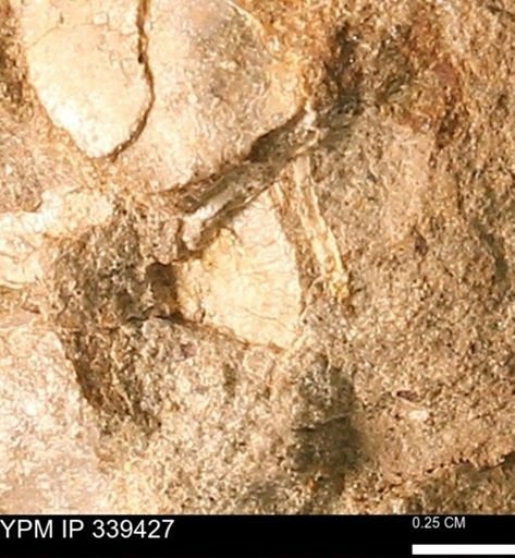 undet. Mollusca