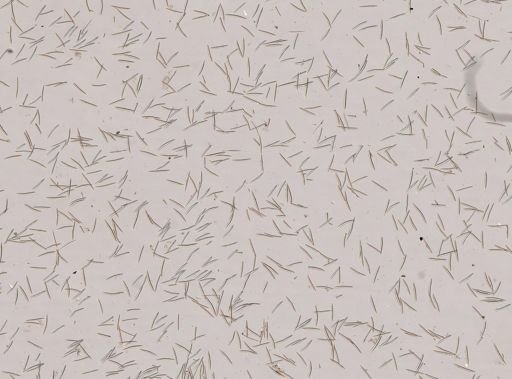 Haliclona oculata