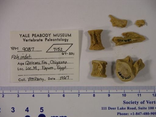undet. Gnathostomata