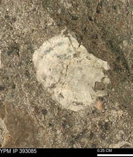undet. Bivalvia