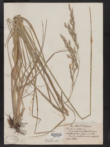 Festuca arundinacea