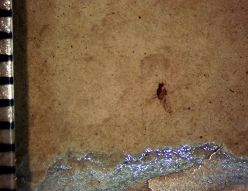 Hymenoptera?