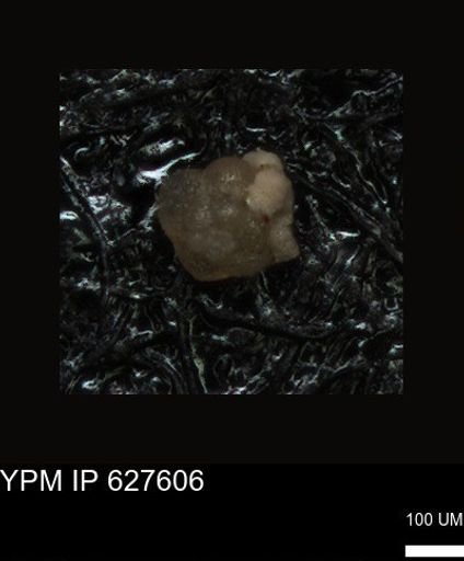 undet. Foraminiferida