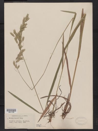 Bromus kalmii