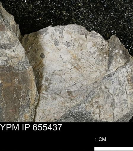 Inoceramus barabini