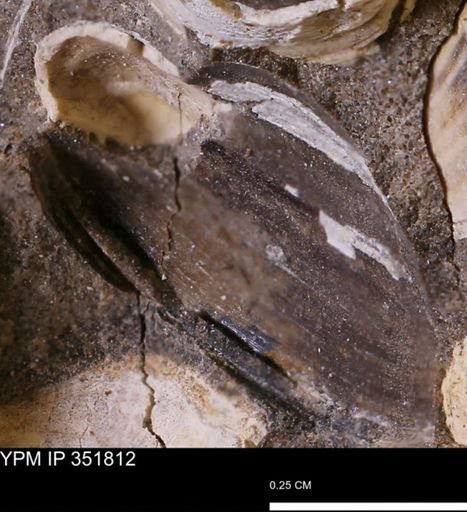 Limopsis striatopunctatus