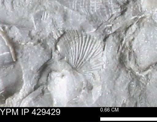 Devonochonetes scitulus