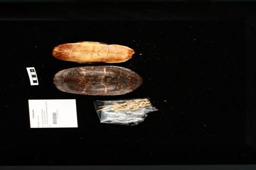 Chrysemys picta
