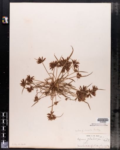 Cyperus