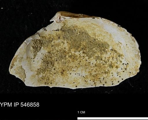 Cumingia tellinoides