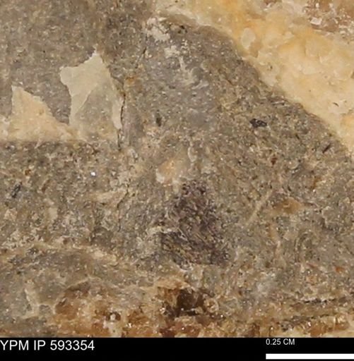 undet. Mollusca