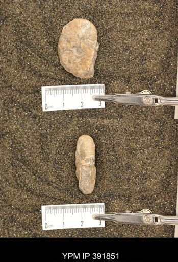 Scaphites whitfieldi