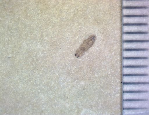 undet. Coleoptera
