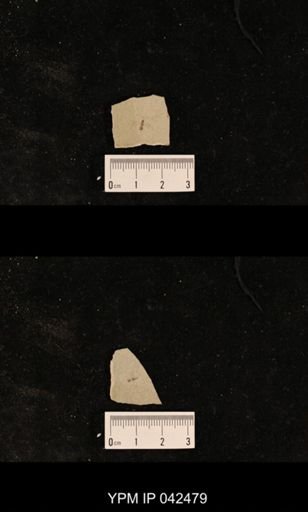 undet. Hexapoda