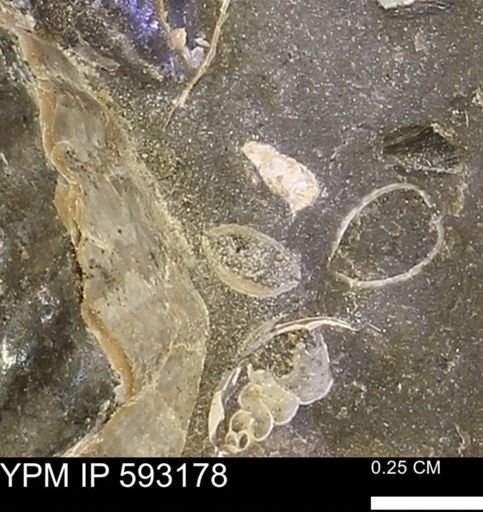 undet. Bivalvia