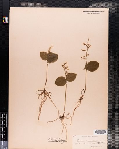 Listera convallarioides