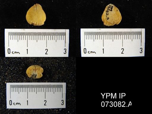 Wilsonella compressa