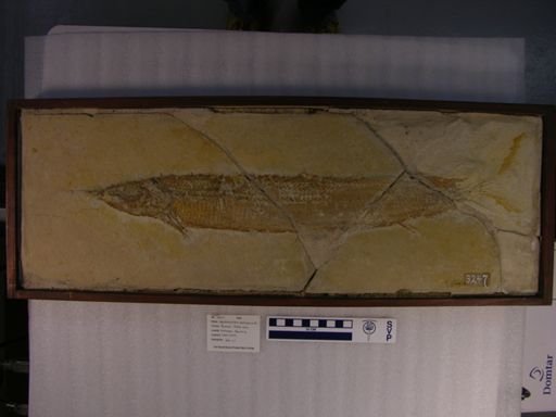 Aspidorhynchus acutirostris