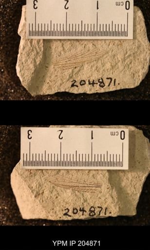 Semopterum venosum