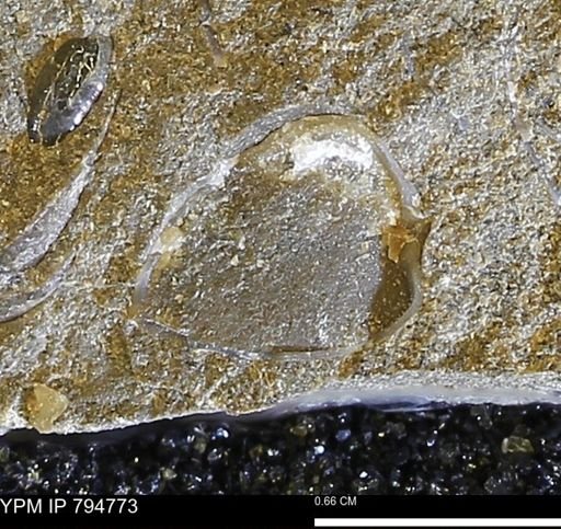 undet. Bivalvia