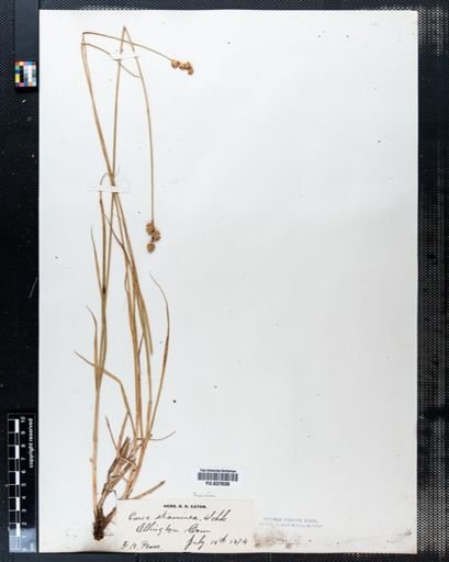 Carex straminea