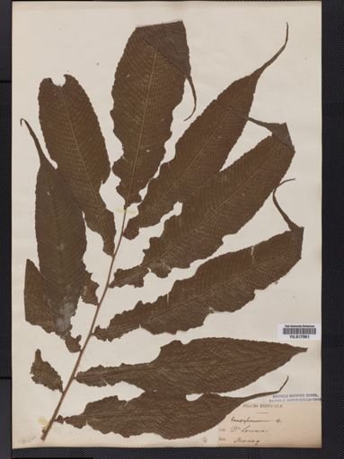 Dryopteris