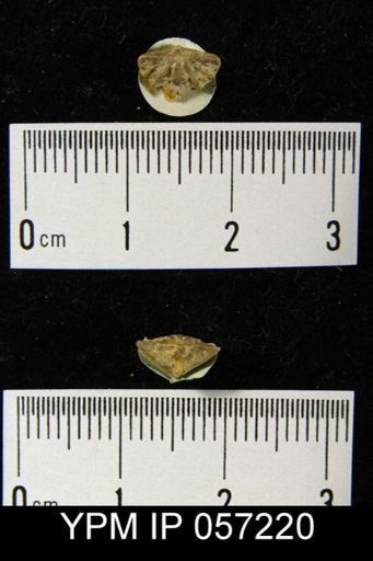 Cyrtina dalmani