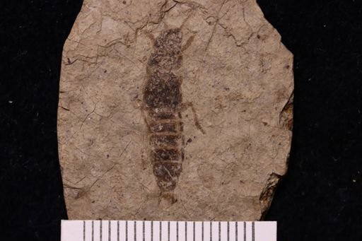 Labiduromma tertiarium