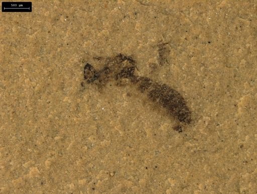 Chalcidoidea?