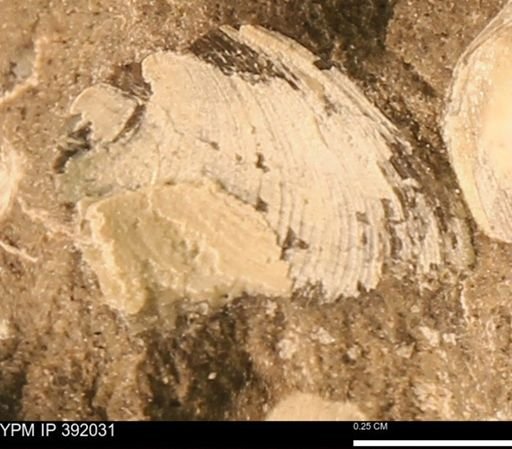 Protocardia sp.