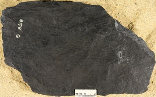 Asterophyllites sp.