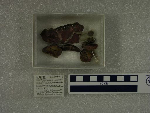 Phenacodus intermedius