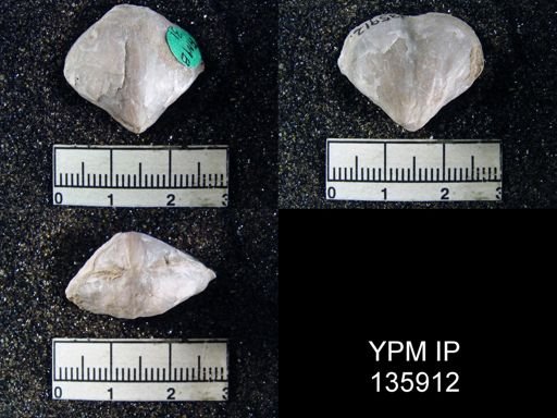 Athyris capillata