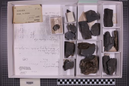 mixed taxa, stratigraphic collection