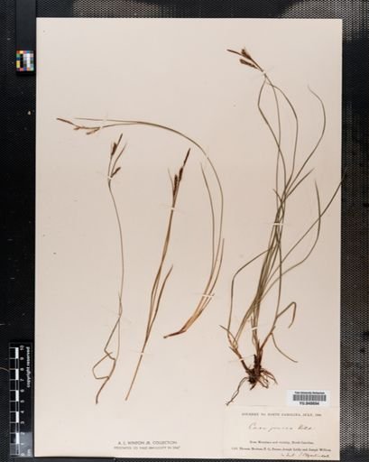 Carex