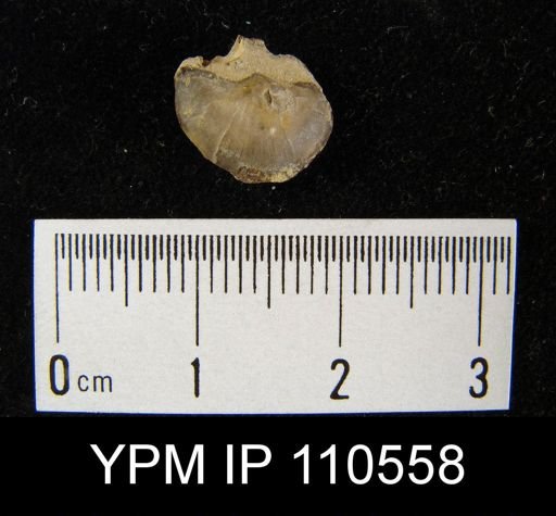 Brachyprion leda