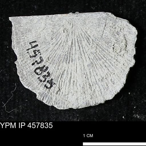 Strophodonta sp.