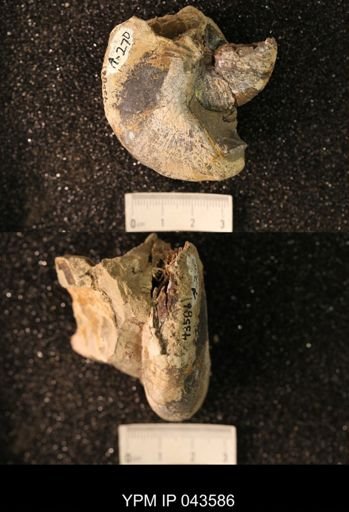 Hoploscaphites nicolletii