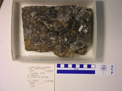 Dunkleosteus terrelli