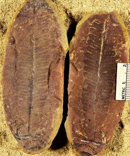 Pecopteris sp.