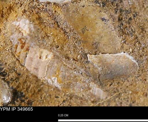 undet. Mollusca