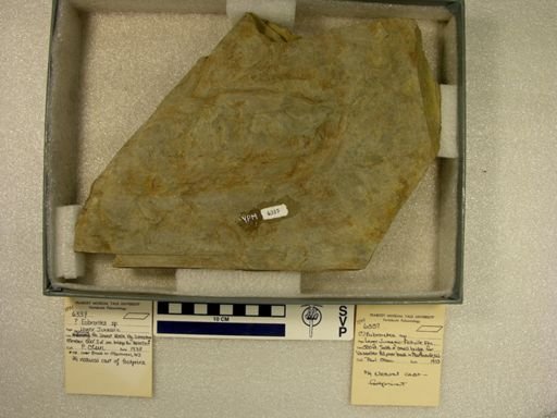 Eubrontes?