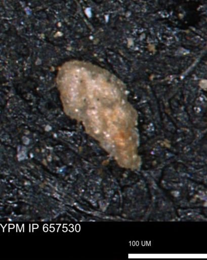 Bimonilina variana