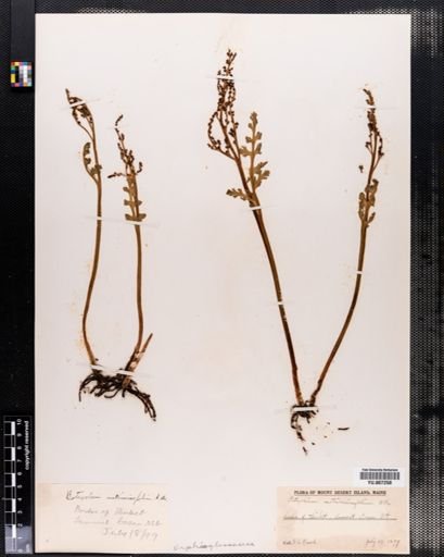 Botrychium