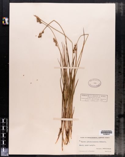 Carex albolutescens