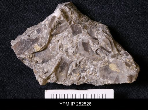 undet. Trilobita