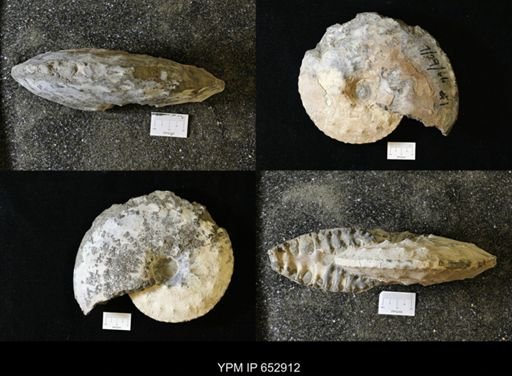 Placenticeratidae