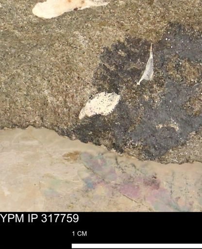 undet. Mollusca