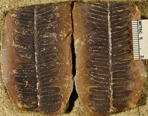 Pecopteris